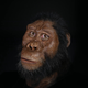 Facial reconstruction of MRD. Matt Crow, courtesy of the Cleveland Museum of Natural History. Facial reconstruction by John Gurche made possible through generous contribution by Susan and George Klein